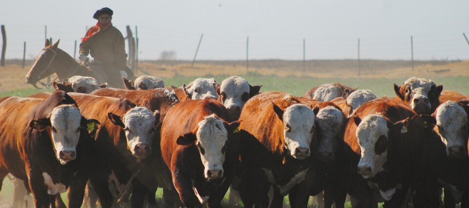 El financiamiento, otra “vaca flaca” en un sector ganadero que no logra despegar