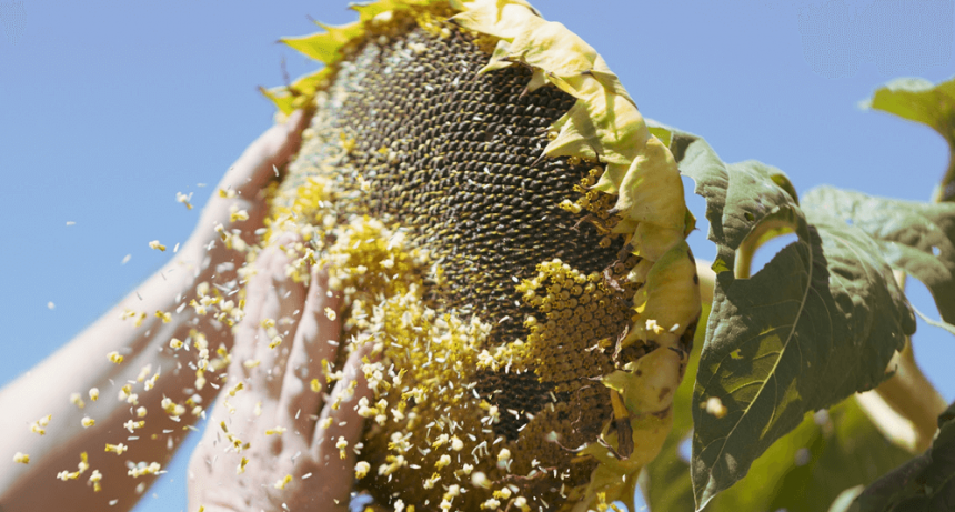 El girasol vuelve a lucirse: la cosecha cierra con un crecimiento del 25%