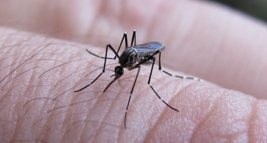 Dengue en Santa Fe: localidades en brote, en recuperación y con nuevos casos