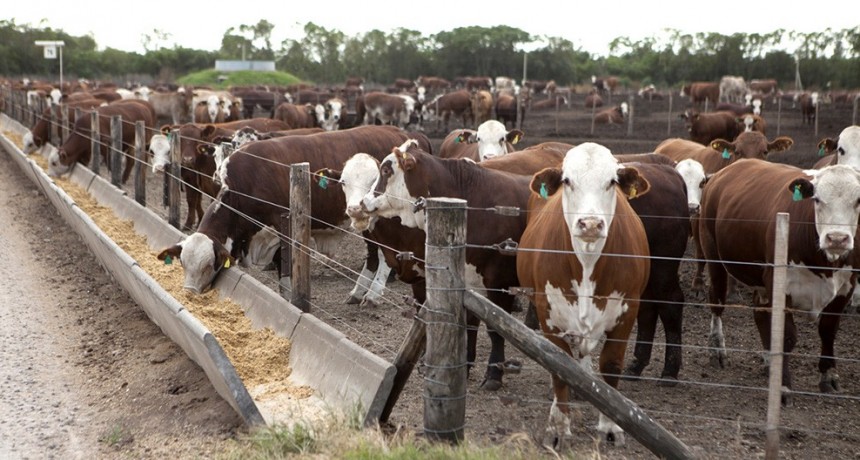 Se reactiva el engorde en los feedlots: “Los números han empezado a cerrar”