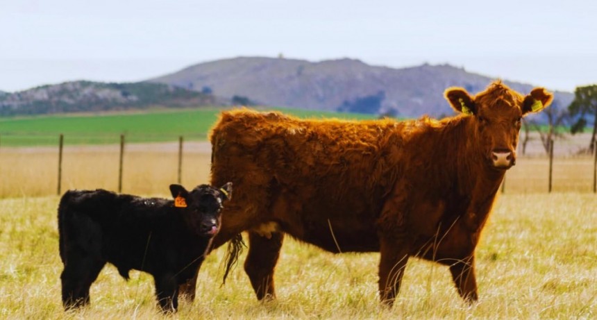 Un análisis sobre el derrumbe del stock bovino: cuando la sequía política es peor que la climática