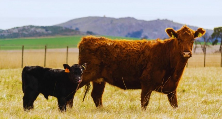 Un análisis sobre el derrumbe del stock bovino: cuando la sequía política es peor que la climática