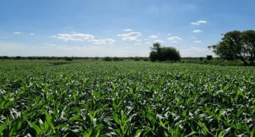 Iturriza, sobre el sector agro: 