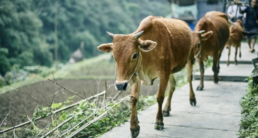 China intensifica controles en las fronteras y sacrifica animales tras un brote de fiebre aftosa
