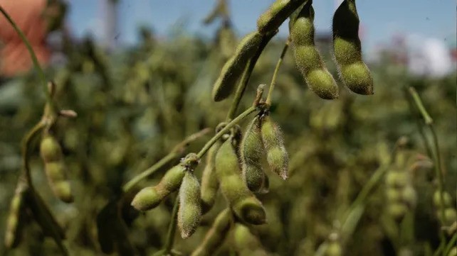 La producción de soja llegaría apenas a 42 millones de toneladas