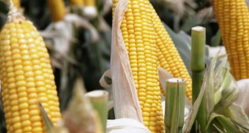 Concluyó en Santa Fe la cosecha de maíz temprano con un 