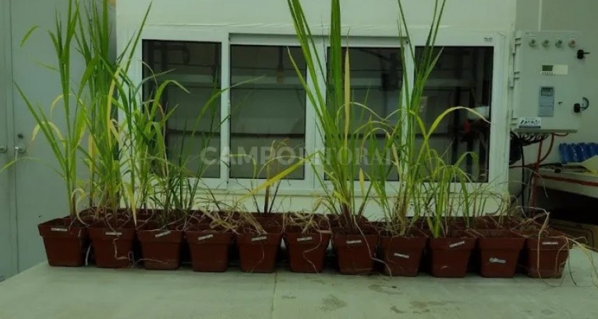 Echinochloa: un hueso duro de roer