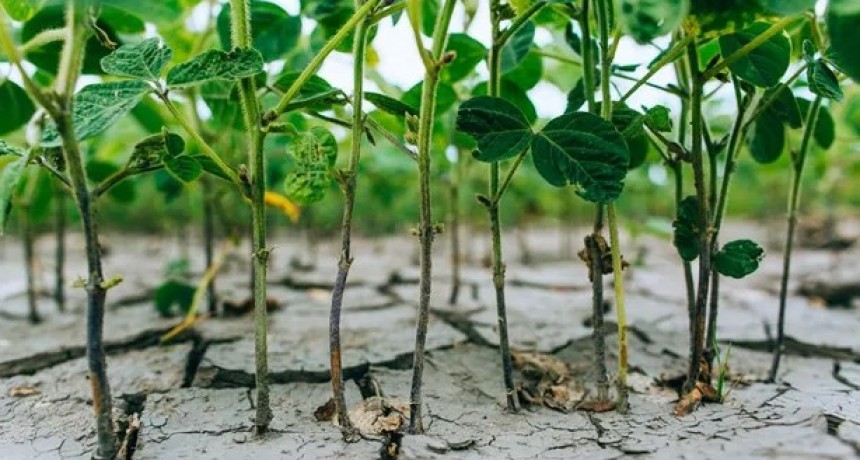 Busca una doble Niña y encontrarás una crisis, busca una triple Niña y hallarás una tragedia: ¿El caso argentino?