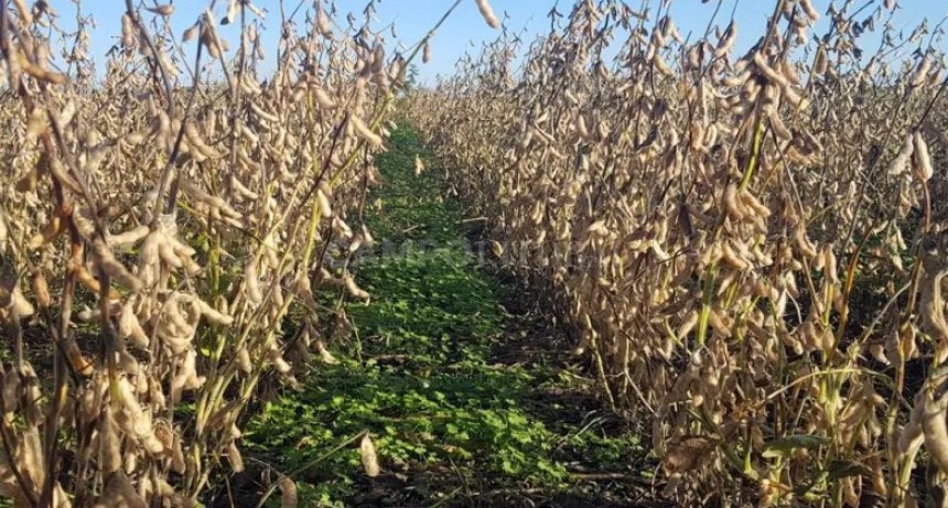 La sequía también complicó el manejo de malezas