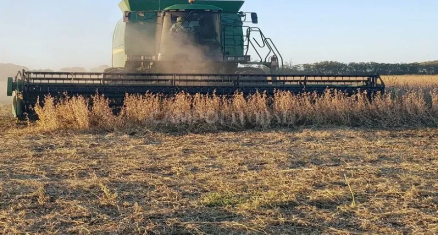 Se aproxima el final de la trilla se soja y los fletes lo miran de lejos.