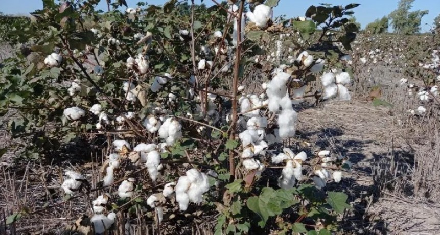 Sigue atrasada la cosecha de algod&oacute;n