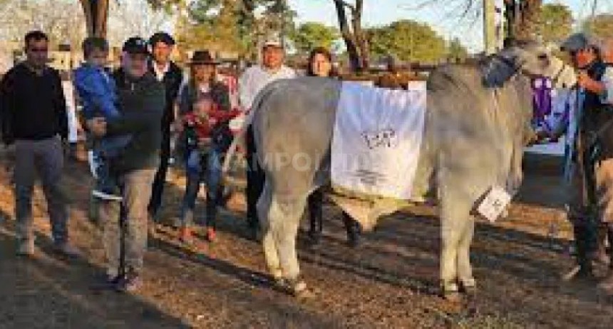 El Brahman de Santa Fe acaparó los premios 