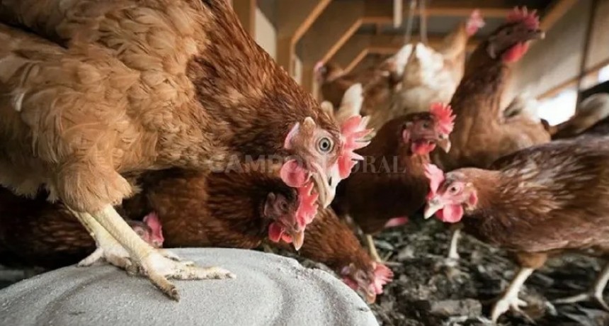 Miles de aves sacrificadas en entre ríos tras confirmarse el primer brote de influenza aviar en la provincia