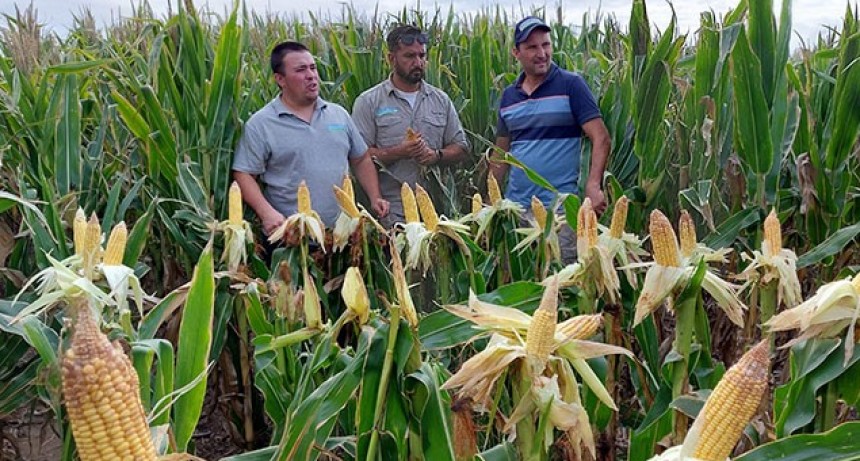 Trabajo de 4 años en suelos sódicos salinos: de no producir nada, a una buena cosecha de maíz