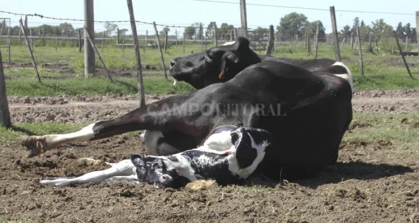 Bovinos: ¿cómo llegar bien al parto?