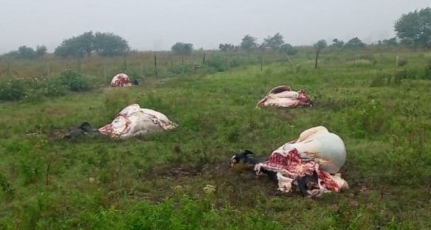 La zona lim&iacute;trofe entre Santa Fe y C&oacute;rdoba sigue escribiendo cap&iacute;tulos de una inseguridad que crece, y que agrega ribetes cada vez m&aacute;s preocupantes.