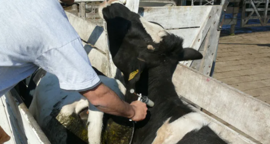 BRASIL SE TIRA A UNA PILETA SIN RED"