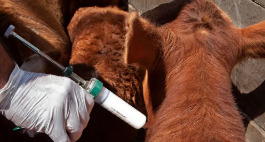 CAMBIOS EN LA VACUNA ANTIAFTOSA: CUALES SON LAS CEPAS HABILITADAS PARA INMUNIZAR EL GANADO ARGENTINO