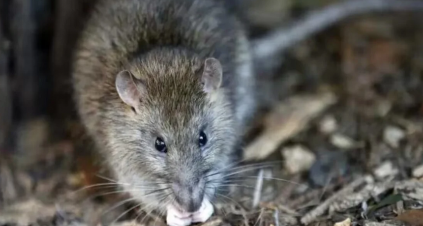 Provincia realiza operativos en Los Amores por la presencia de roedores tras la crisis hídrica