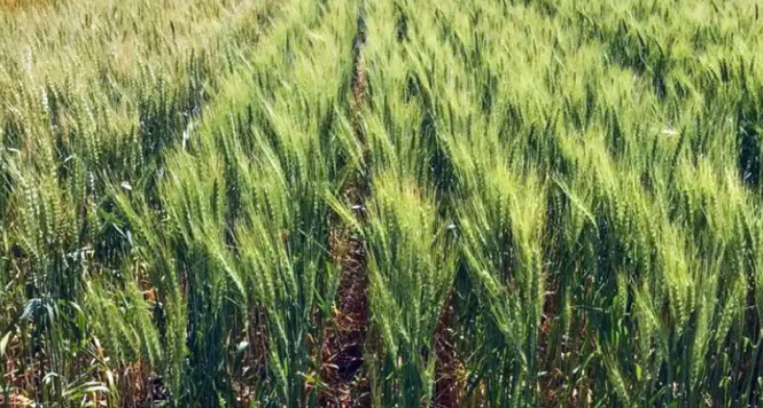 TRIGO EN SANTA FE: CUALES SON LAS FECHAS &Oacute;PTIMAS DE SIEMBRA PARA CADA ZONA