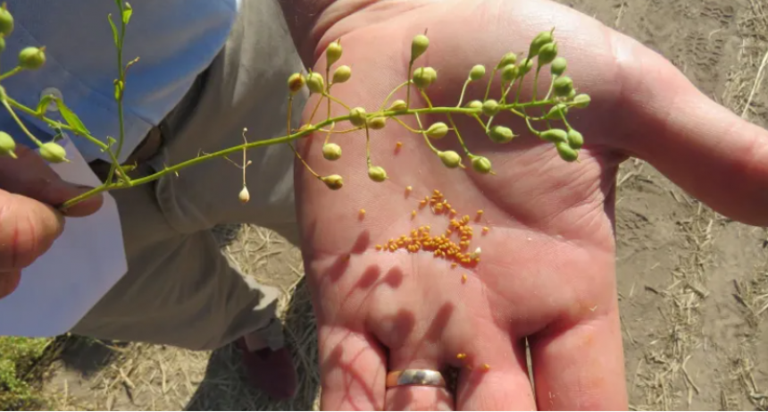 CAMELINA, EL CULTIVO PRO CARBONO