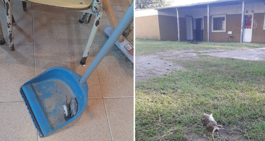 Una semana sin clases por invasión de ratas en una localidad del norte de Santa Fe