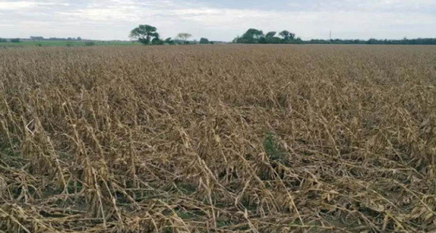 EL VIENTO LE TUMBÓ LO POCO QUE HABÍA DEJADO LA CHICHARRITA