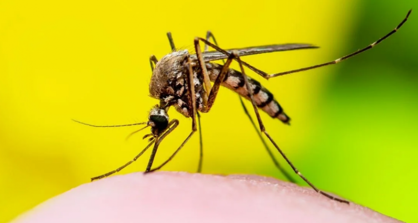 Dengue en Santa Fe: continúa el descenso de casos, pero se mantiene la alerta