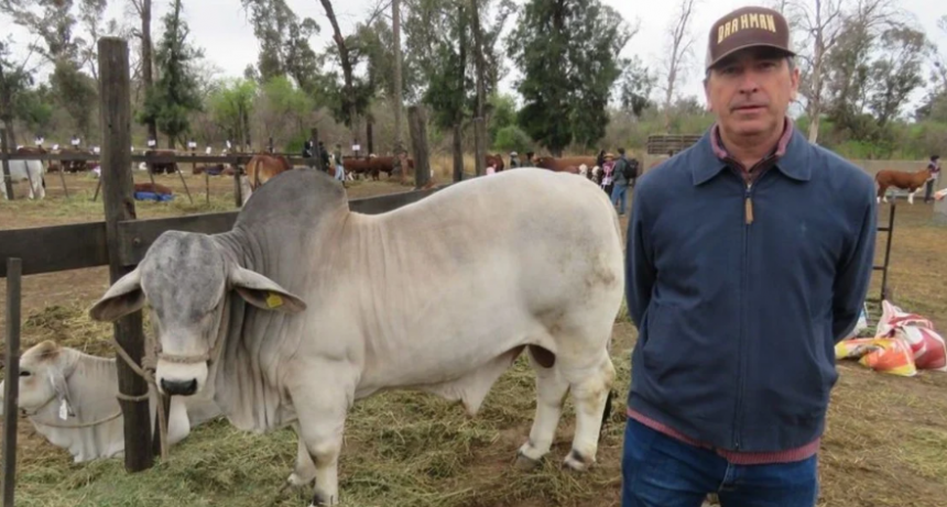 Brahman cumple 70 años en Argentina