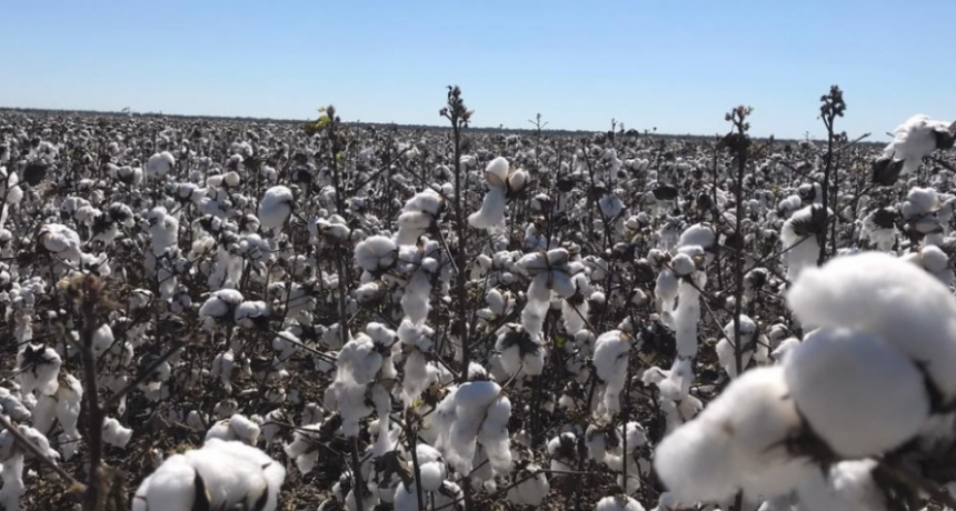 Tres provincias pidieron la pr&oacute;rroga del fondo de fomento para la actividad algodonera