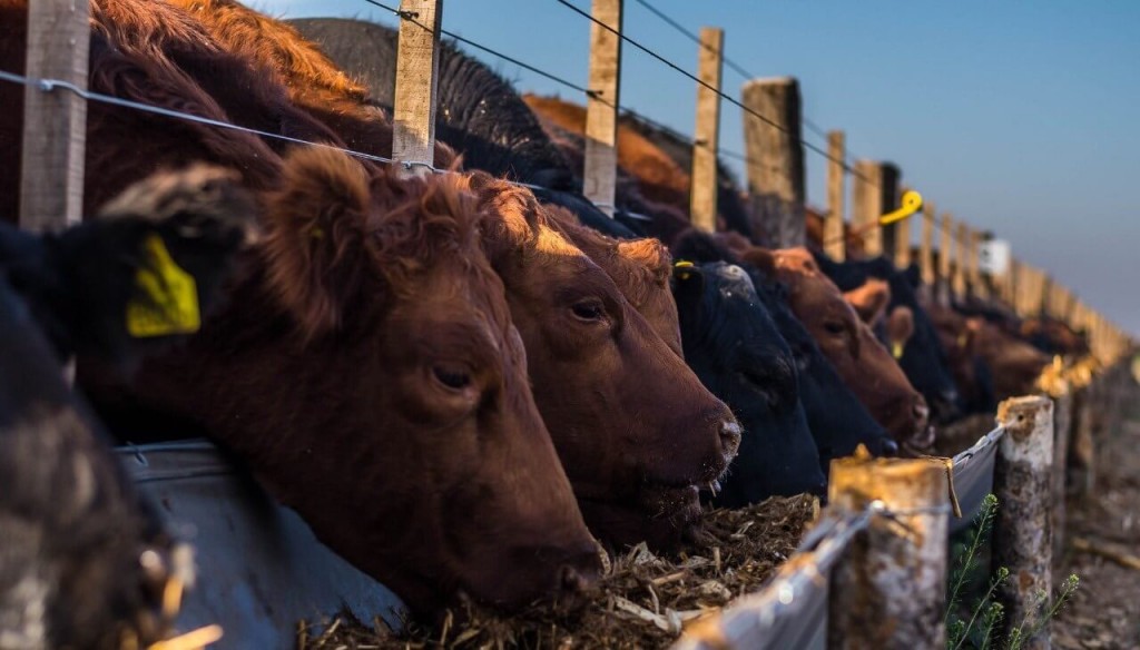 “Corrrales en proceso de llenado”: con los números a favor, los feedlots engordan su rentabilidad