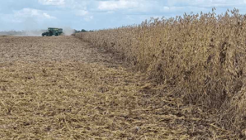 En Santiago del Estero, la sequía hizo estragos: el inicio de la cosecha muestra un panorama desolador