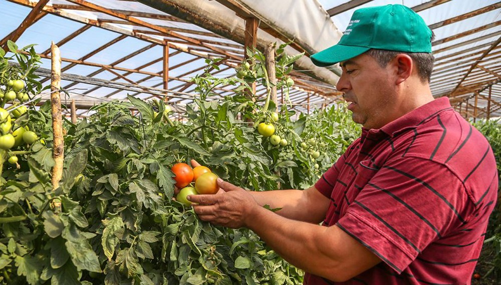 Preocupación en Cuyo: la cadena del tomate enfrenta una crisis y productores hablan de “caos”