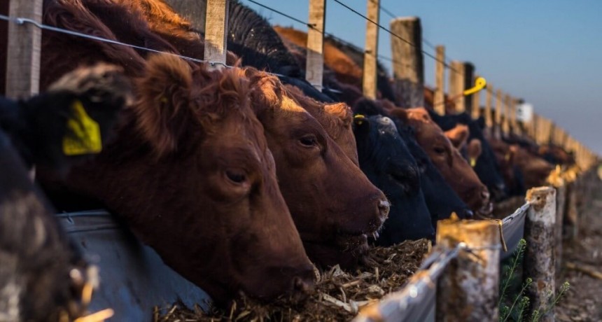 “Corrrales en proceso de llenado”: con los números a favor, los feedlots engordan su rentabilidad