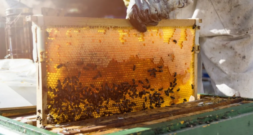 Semana de la Miel: apicultores de Malabrigo enseñan a diferenciar entre pura y adulterada