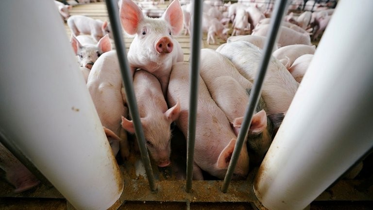 Científicos identificaron en China otro virus respiratorio “con potencial para convertirse en pandemia”