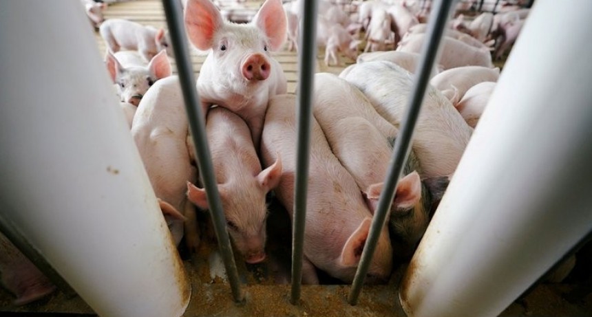 Cient&iacute;ficos identificaron en China otro virus respiratorio &ldquo;con potencial para convertirse en pandemia&rdquo;