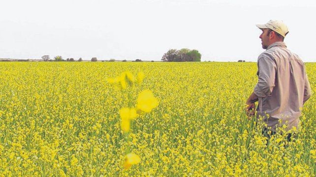 Carinata, el cultivo rentable que copa Entre Ríos