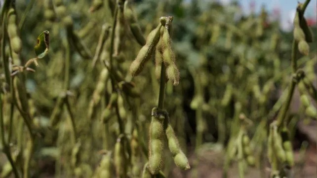 La soja mejora en volumen y precio pero el trigo se cae