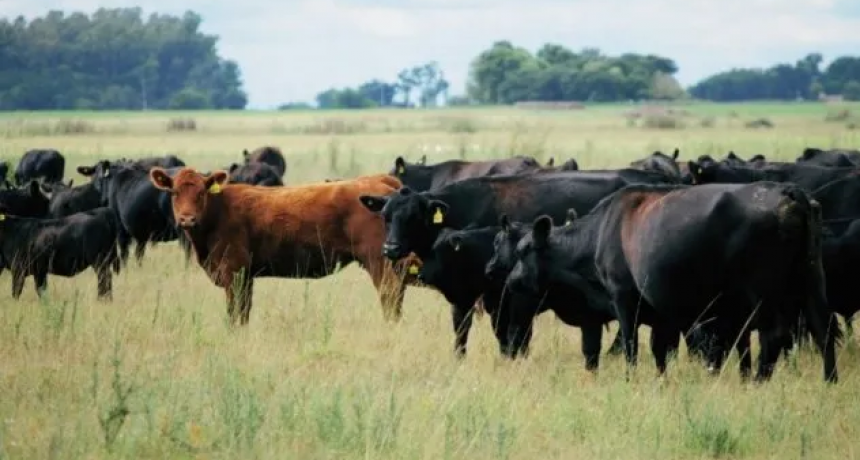 Retención de hembras: qué muestran los números en lo que va del año