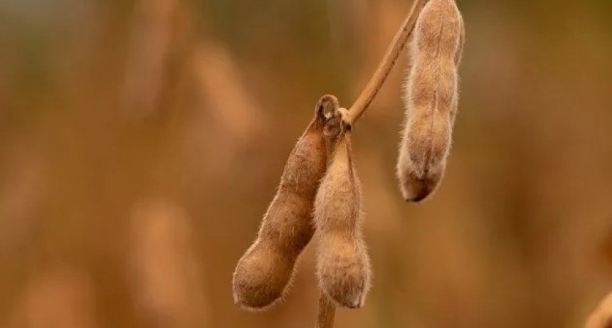 La soja concretó su cuarta suba consecutiva y alcanzó valores históricos