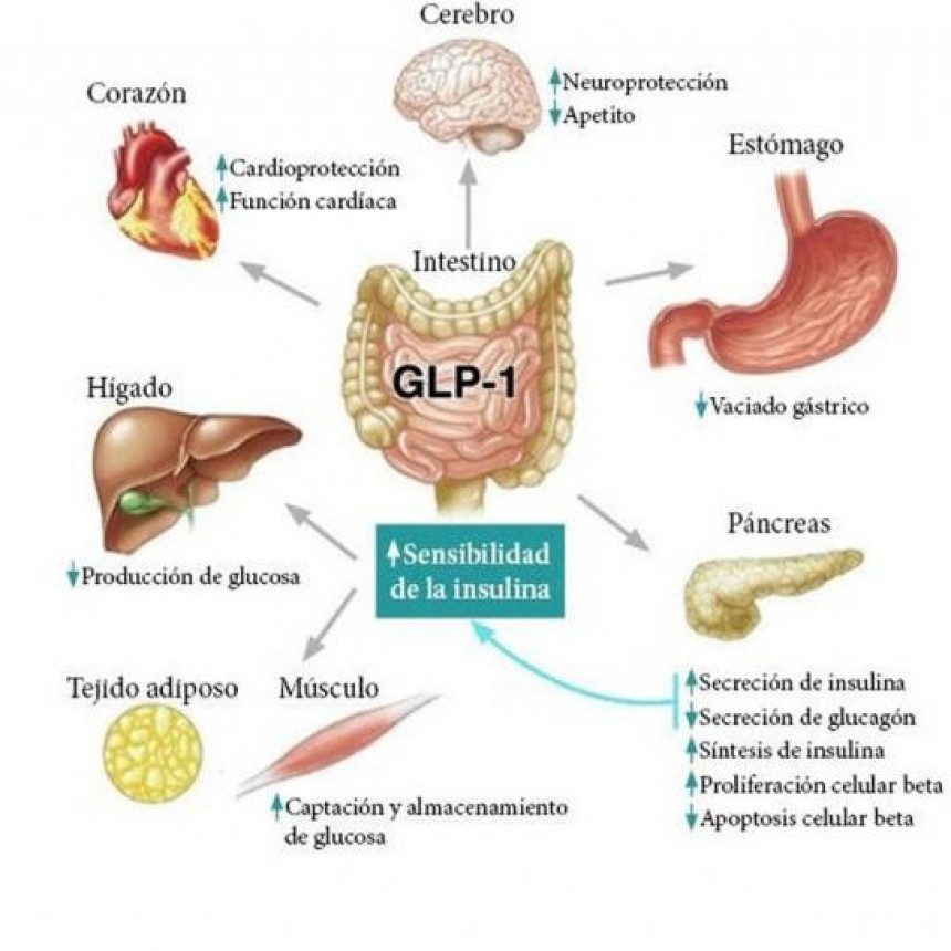 La “reversión” de la diabetes tipo 2 a través del tratamiento de la obesidad ahora es posible