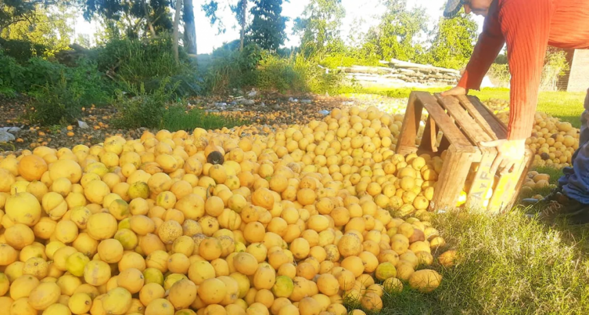 Por la falta de gasoil, en Corrientes ya tiran limones y se perderán 25.000 toneladas
