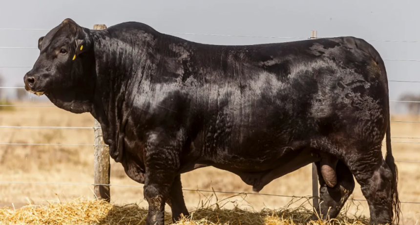 Ya se palpita la Exposición Nacional de Razas