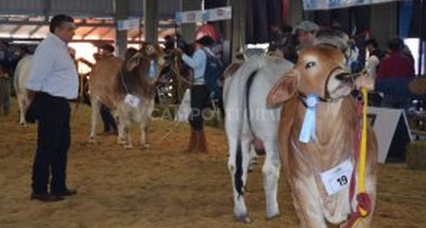  El mejor Brahman es de Santa Fe 