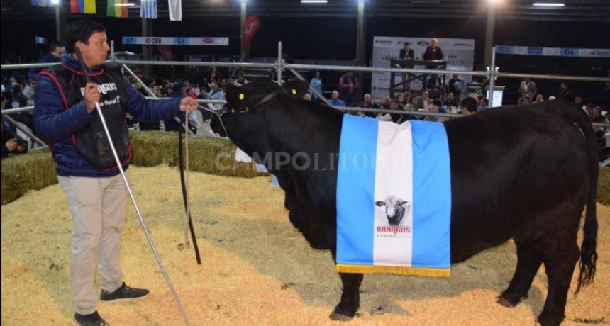  $18 millones por el 50% de la Gran Campeona Brangus