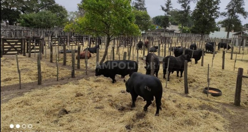 La gran cita del Brangus santafesino 