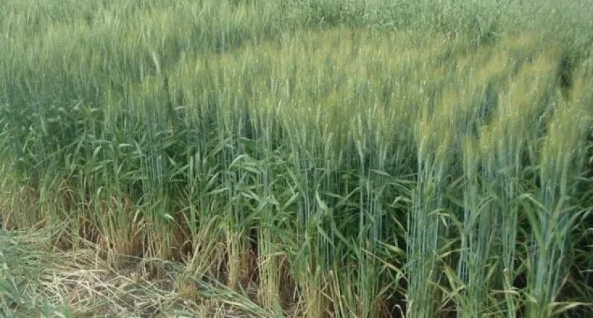 La siembra de trigo está estancada por la falta de agua