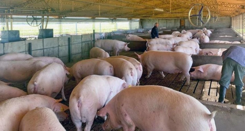 Preocupa a productores de cerdo la creciente importación de carne