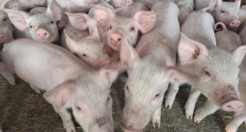 Porcinos: el sector apuesta al creciente mercado interno